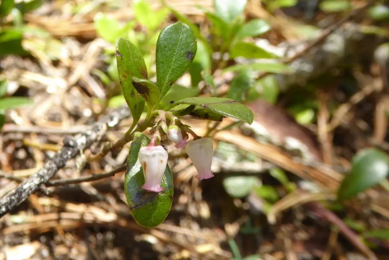 bearberry