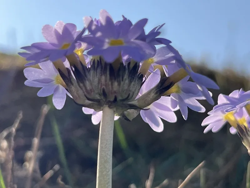 Drumstick Primrose