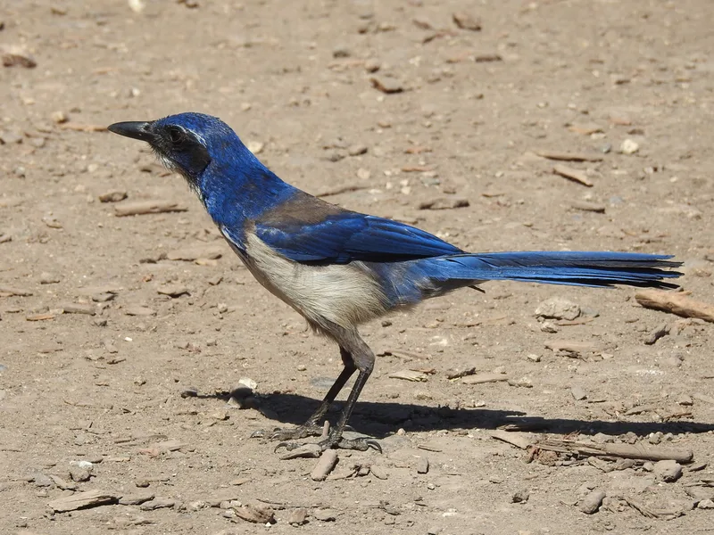 Island Scrub-Jay