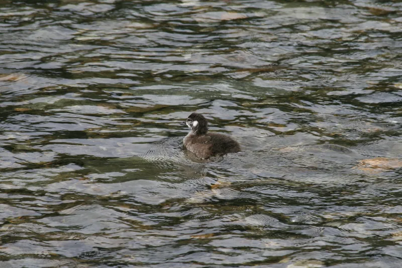 Harlequin Duck