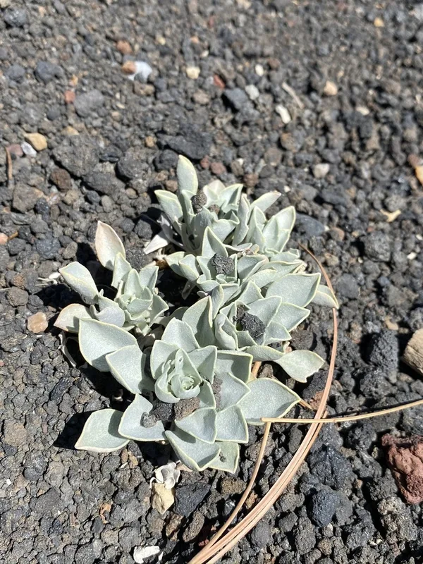 Newberry's Twinpod