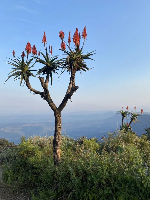 Candelabra Aloe