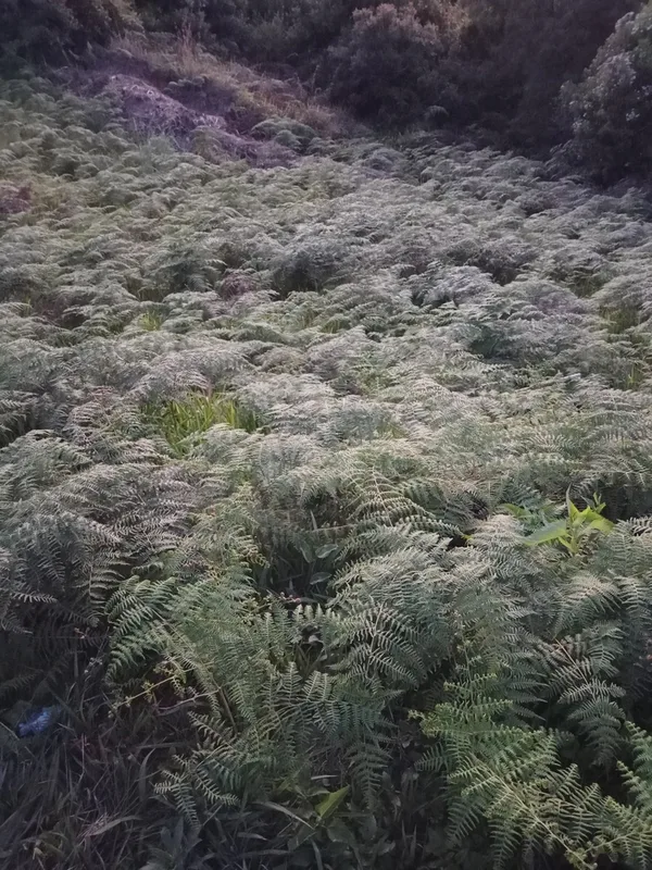 South Asian bracken