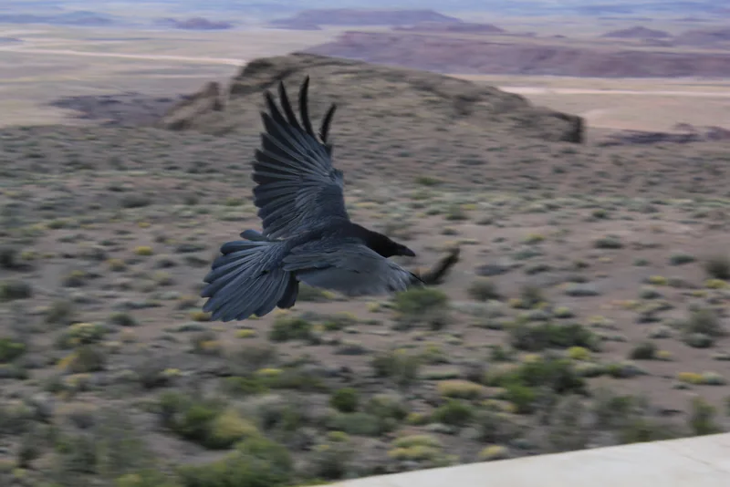 Common Raven