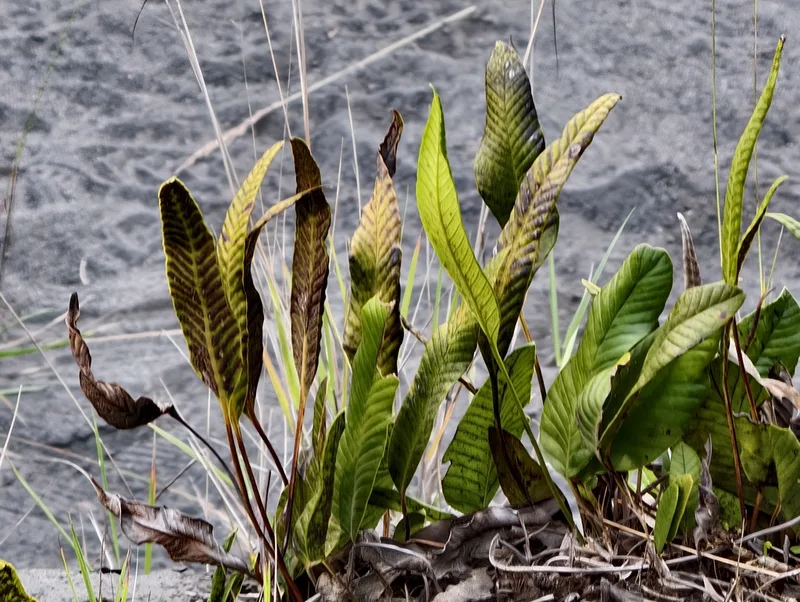 Selliguea feei