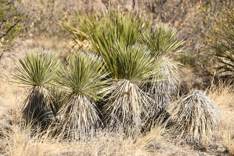 soaptree yucca
