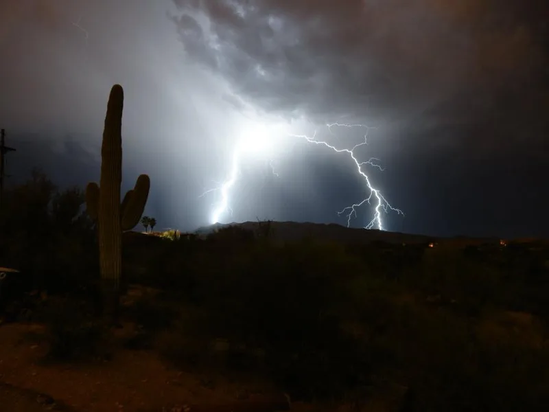 saguaro