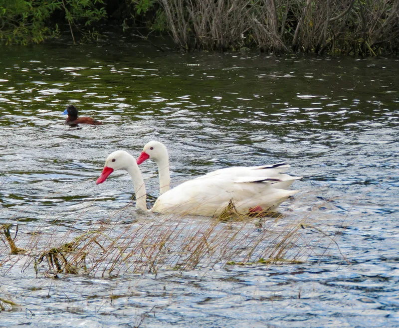 Coscoroba Swan