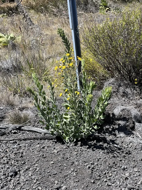 Telegraphweed