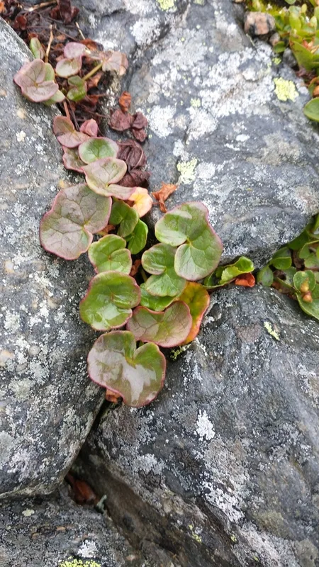alpine sorrel