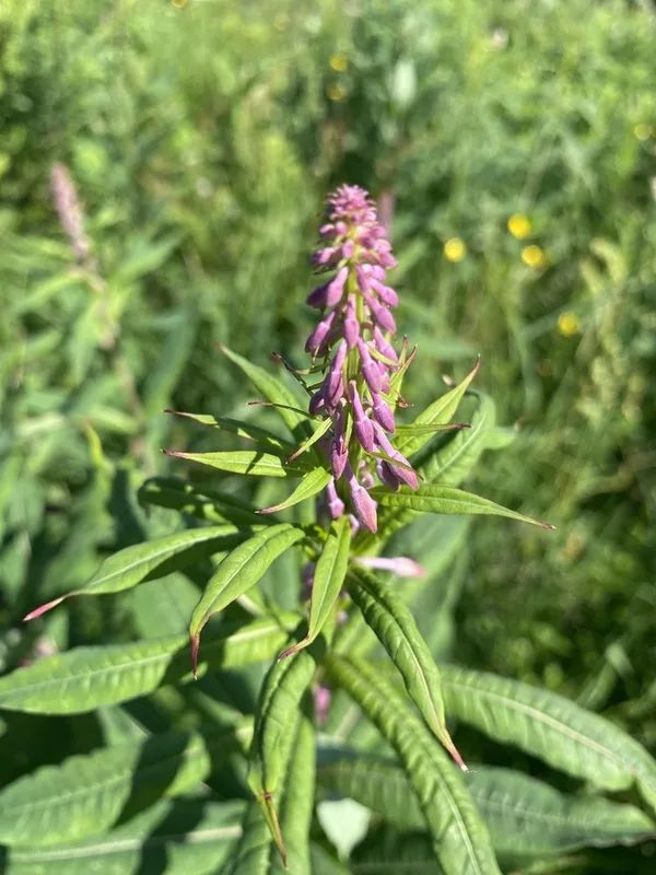 fireweed