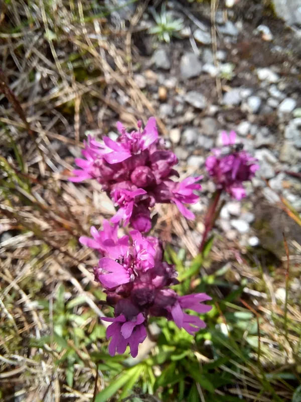 Alpine Catchfly