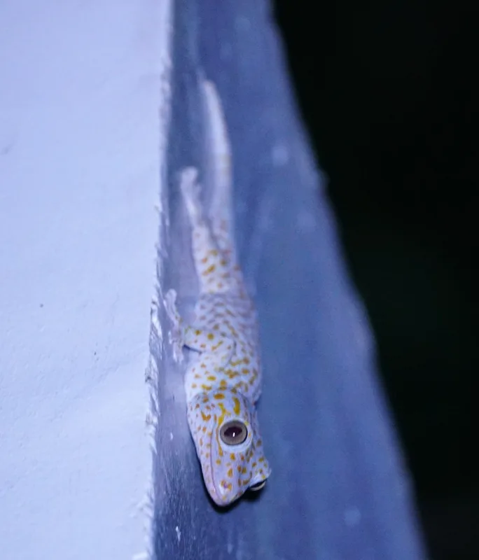 Tokay Gecko
