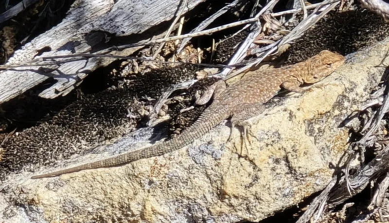 Common Side-blotched Lizard