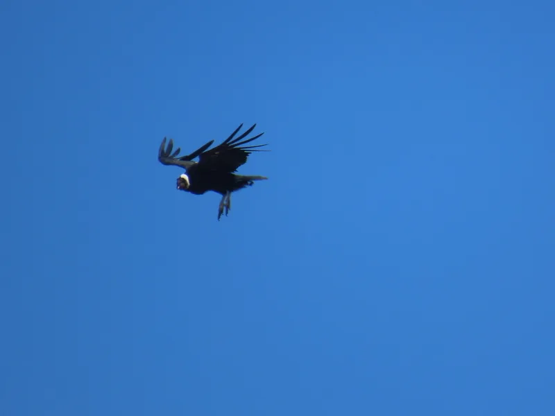 Andean Condor