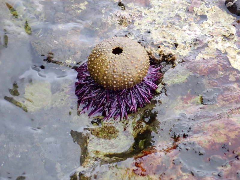 Pacific Purple Sea Urchin