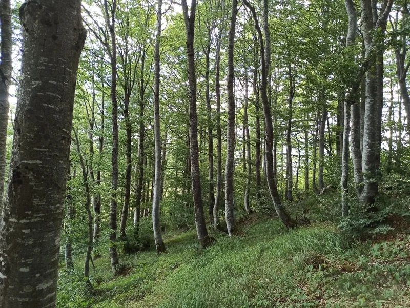 European beech