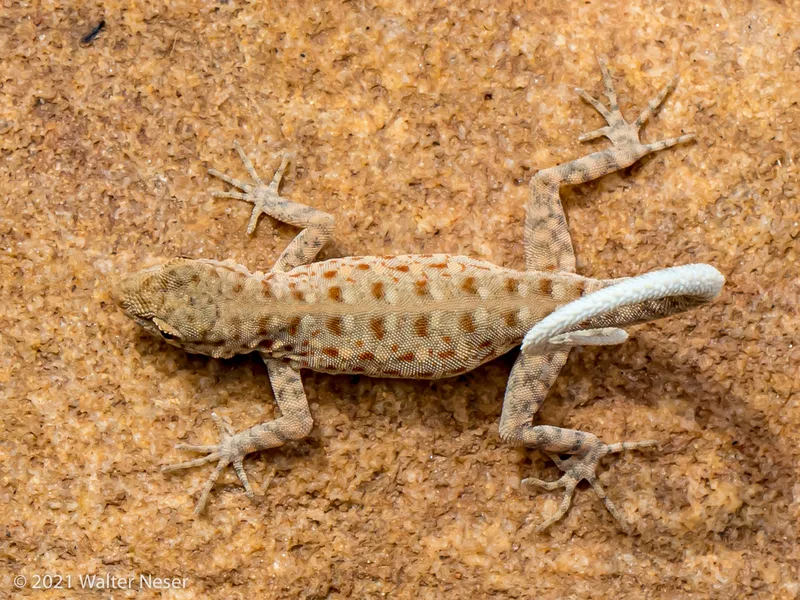 Guweira Semaphore Gecko