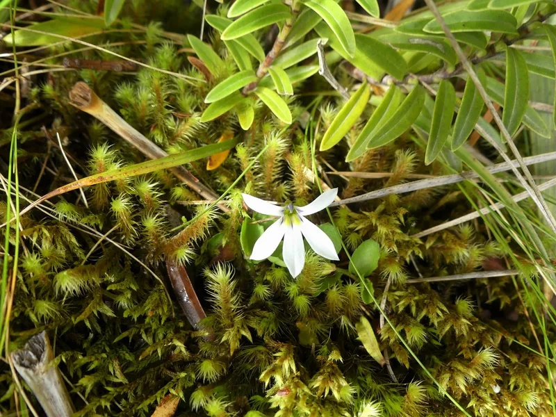 pānakenake