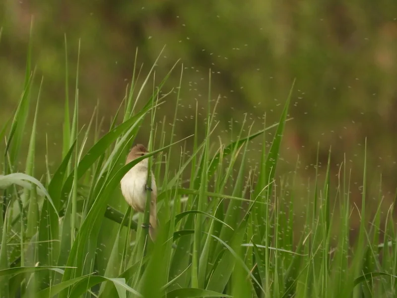 Oriental Reed Warbler