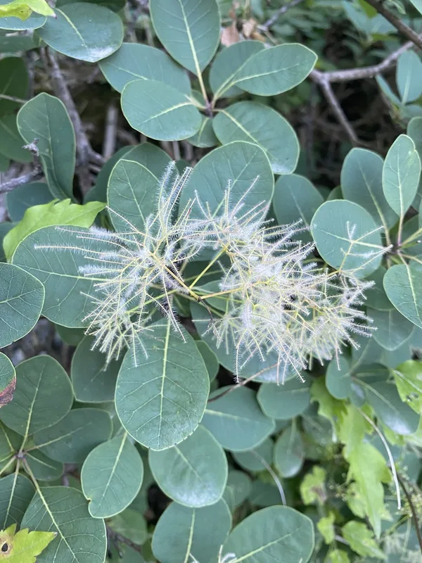 Smokebush
