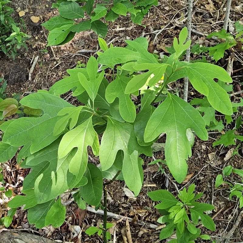 sassafras