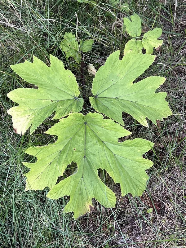common cowparsnip