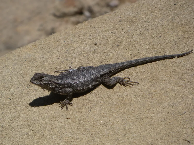Western Fence Lizard