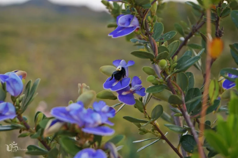 Periandra mediterranea