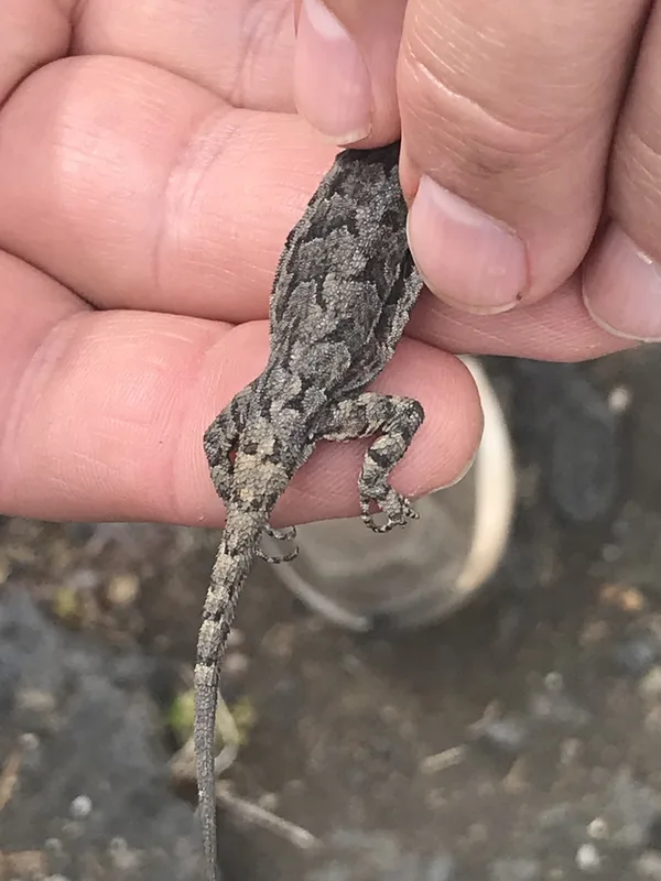 Ornate Tree Lizard