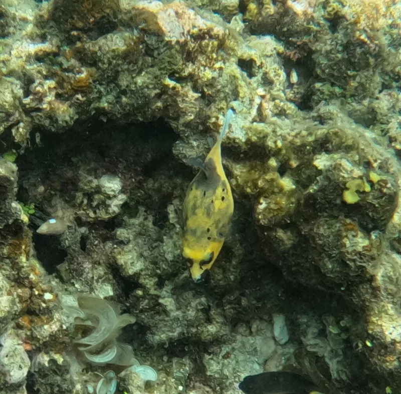 Blackspotted Puffer