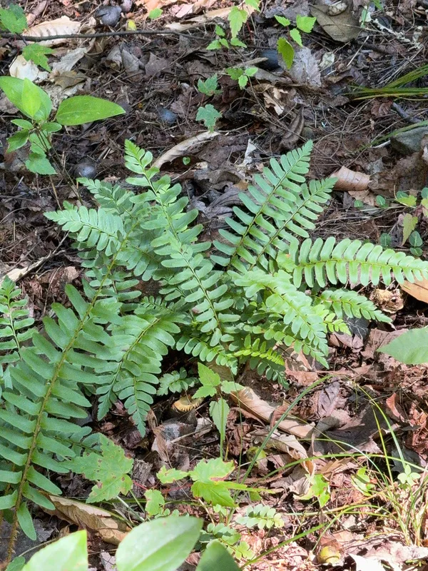 Christmas fern