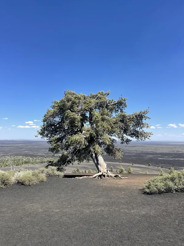 limber pine