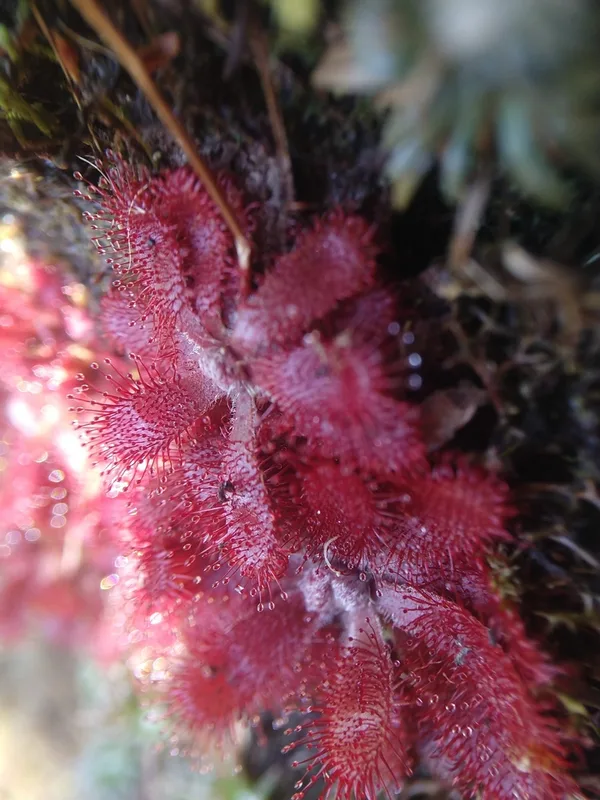 Drosera tomentosa