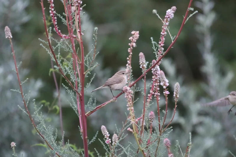 Mountain Chiffchaff