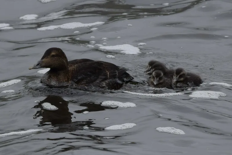 Common Eider