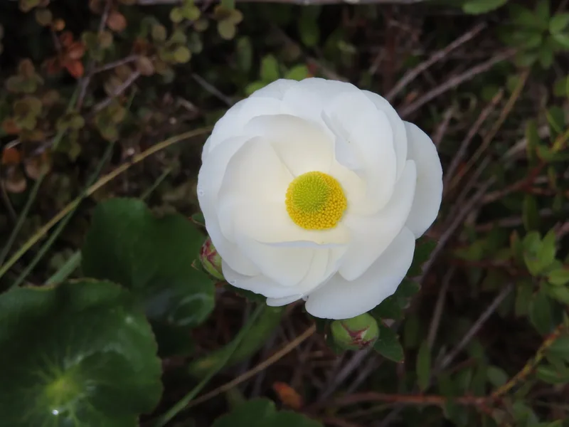 Mount Cook lily