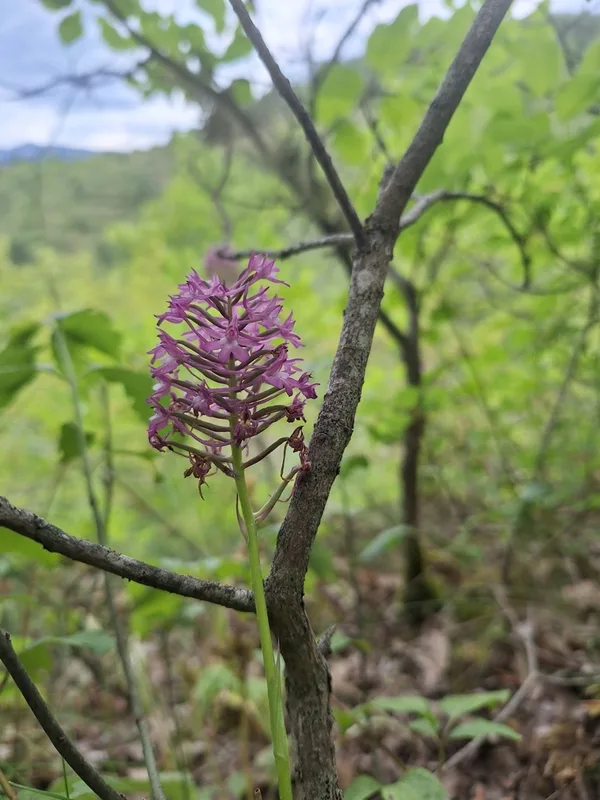 pyramidal orchid