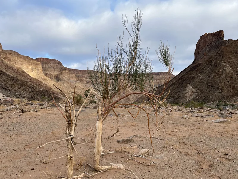 Desert Broom