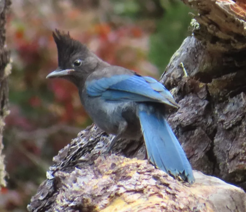 Steller's Jay