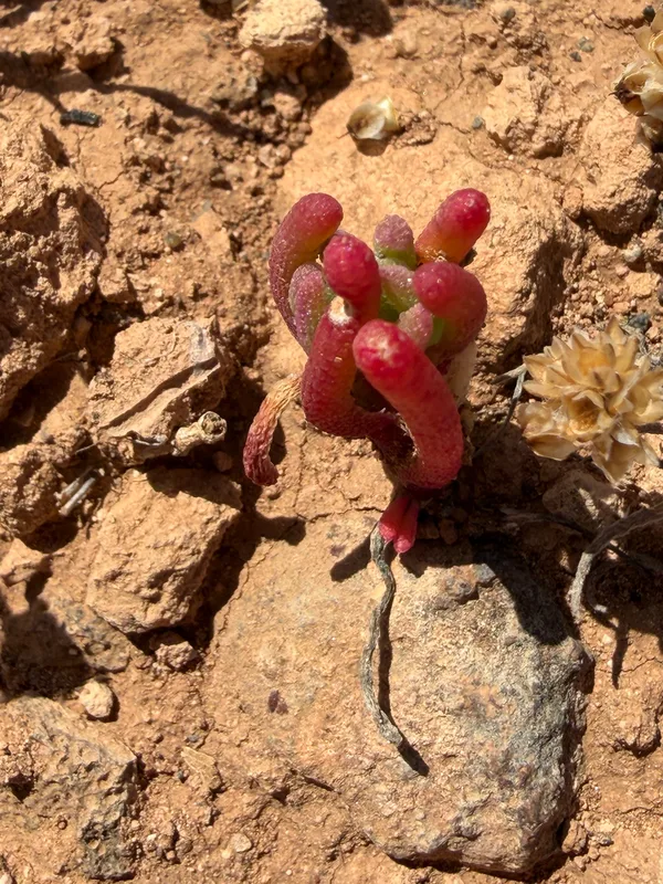 Slender Iceplant