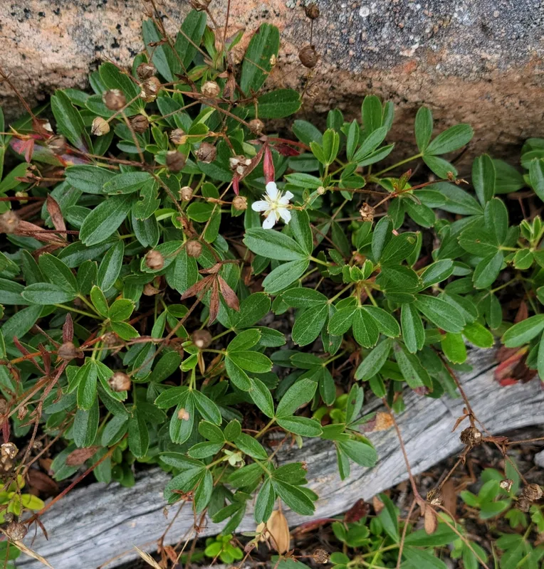 three-toothed cinquefoil