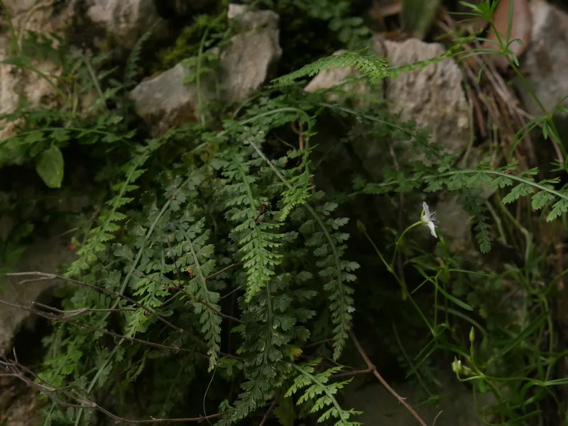 Smooth rock spleenwort