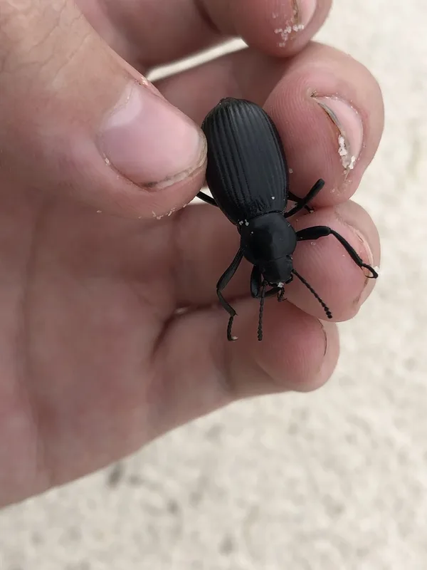 Rough-lipped Darkling Beetle