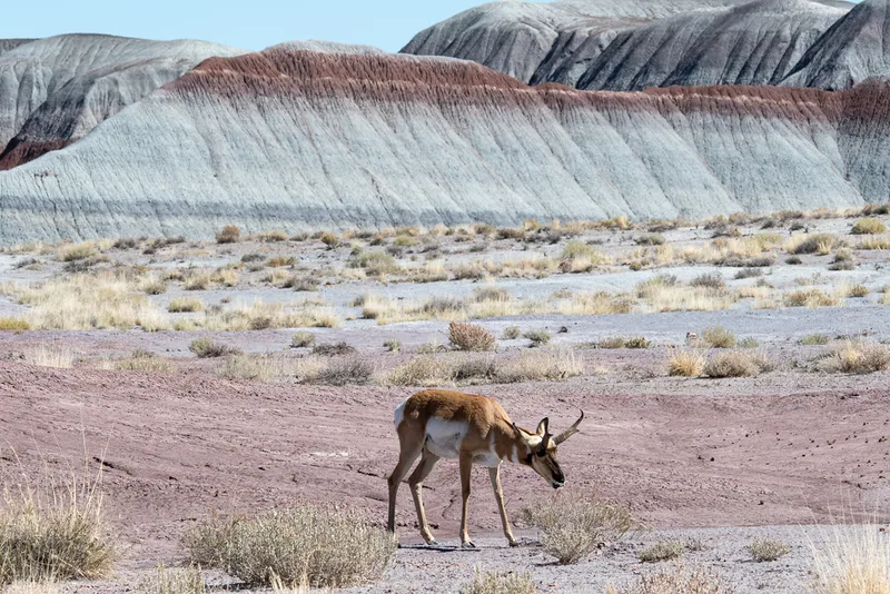 Pronghorn