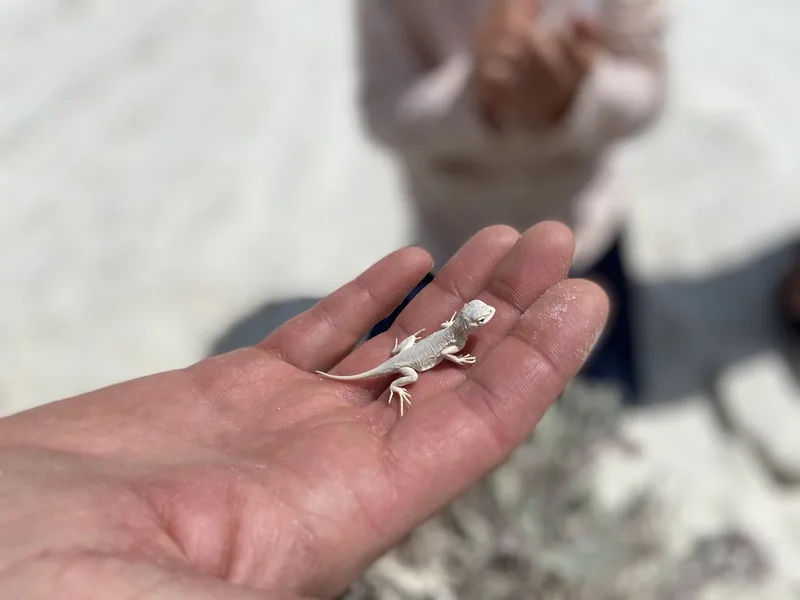 Western Earless Lizard