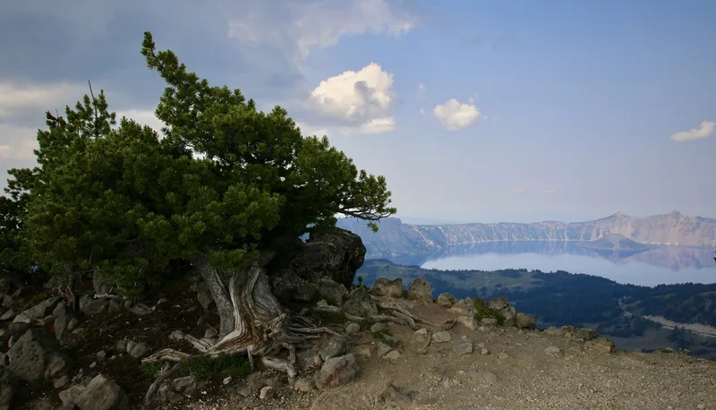 Whitebark Pine