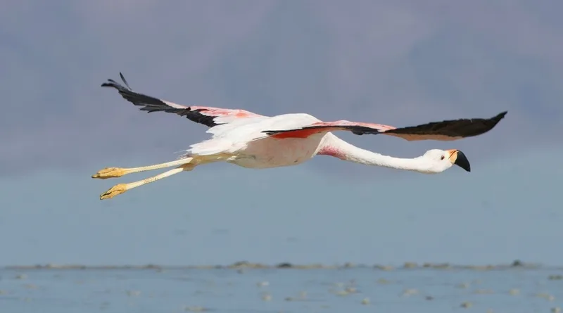 Andean Flamingo