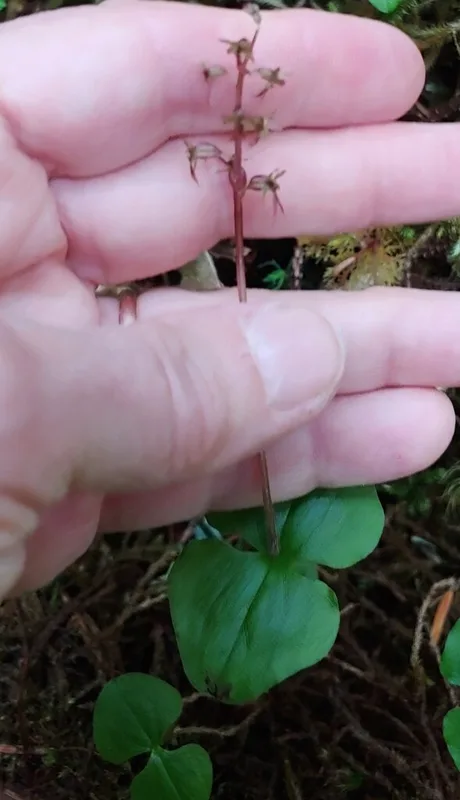 Heartleaf Twayblade