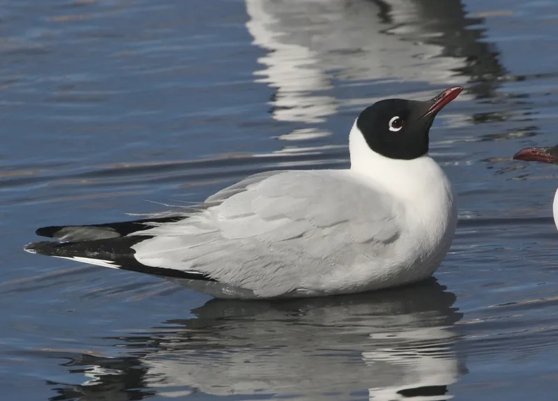 Andean Gull